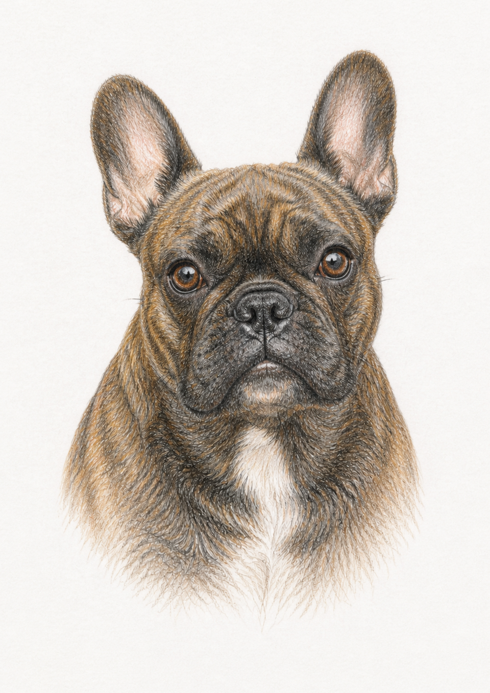 A4 colour-pencil portrait of a brindle French bulldog