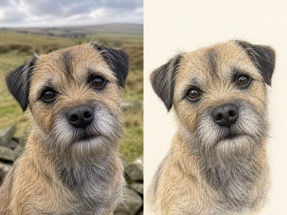 A photograph of a border terrier beside its finished pencil-style portrait